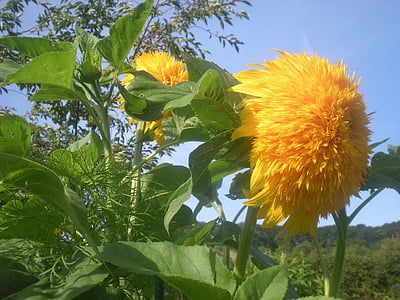 suncokret, cvijeće, cvijet, priroda, žuta, proljeće, šarenog cvijeća