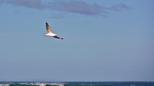 Seagull, rondando, azul, cielo, mar, Océano, agua