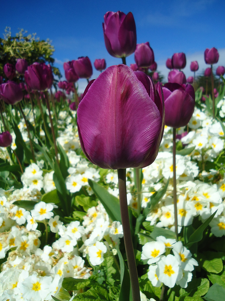 Tulipaner, blomster, landskab, felt, haven, blomst, natur