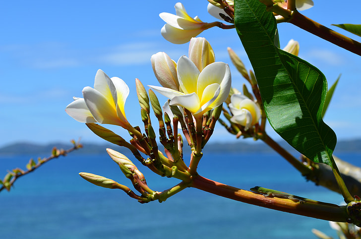 flowers, frangipane, exotic, island, sea, summer, travel