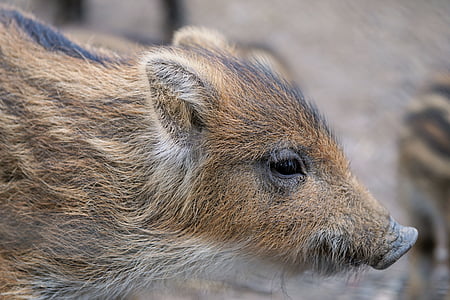 domuz yavrusu, Launchy, yaban domuzu, domuz, hayvanlar alemi, Hayvanat Bahçesi, vahşi