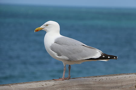 Seagull, vogel, dier, één dier, dieren in het wild, zee, dier wildlife
