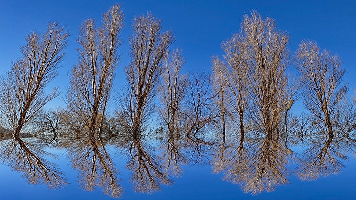 latar belakang, cermin, refleksi, ilusi optik, pohon, langit, biru