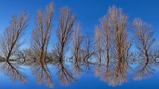 fons, mirall, reflexió, il·lusió òptica, arbre, cel, blau