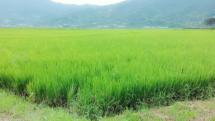 rýžová pole, zrno, Příroda, neloupaná rýže, Asie, rýže - obilné rostlin, zemědělství