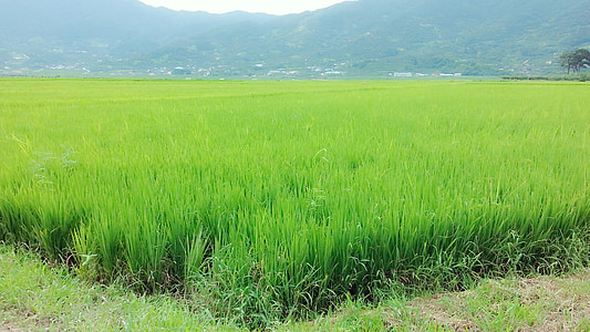 ryžové polia, zrno, Príroda, nelúpaná ryža, Ázia, ryža - obilných rastlín, poľnohospodárstvo