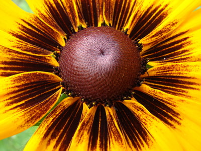 Rudbeckia, HIRTA, black eyed susan, λουλούδι, άνθιση, Κίτρινο, φύση