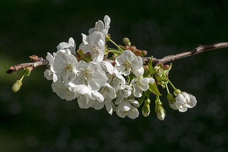 spring, blossom, bloom, white, close, pear