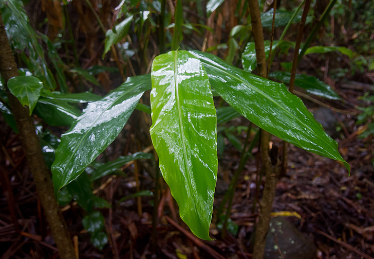 jengibre nativo, hojas, húmedo, brillante, selva, lluvia, bosque
