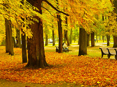 incroyable, l’automne, coloré, couleurs, belle, froide, automne
