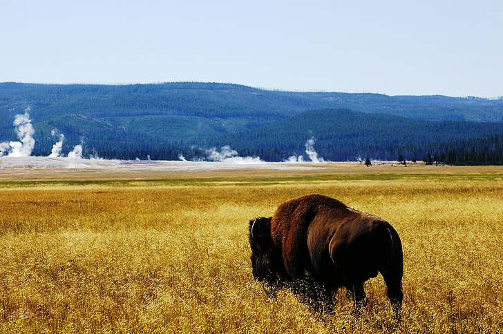 Buffalo, Yellowstone