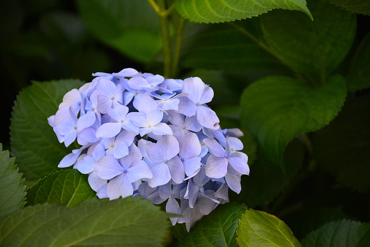 ดอกไม้, ไฮเดรนเยีย, ทัศนียภาพ
