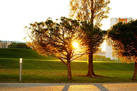 contra la luz, árbol, puesta de sol, Parque - hombre hecho espacio, al aire libre, naturaleza