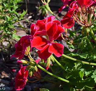 red geranium, geranium, flower, blossom, bloom, plant, garden