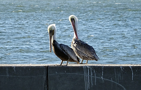 Pelican, uccello, Pellicano bruno, Pelecanus, Pelecanus occidentalis, Baia, acqua