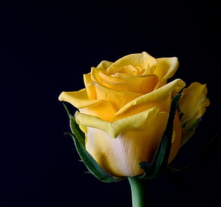 zár, nézet, sárga, Rózsa, virágok, Rózsa, közeli kép:
