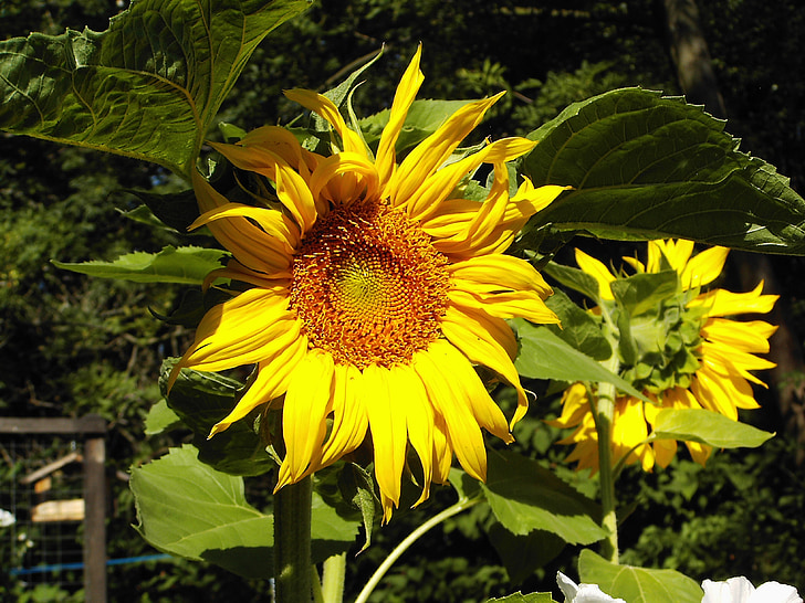 Sun flower, trädgård, sommar