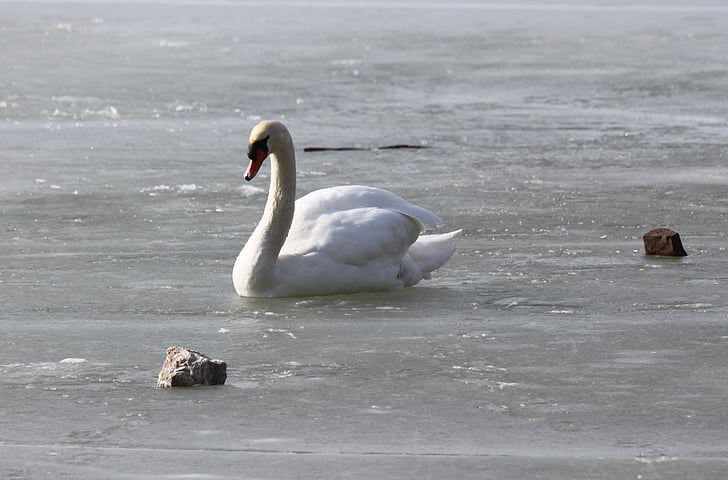 swan, swans, murten morat, lake, water, switzerland, landscape