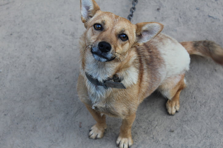 dog, animals, yard