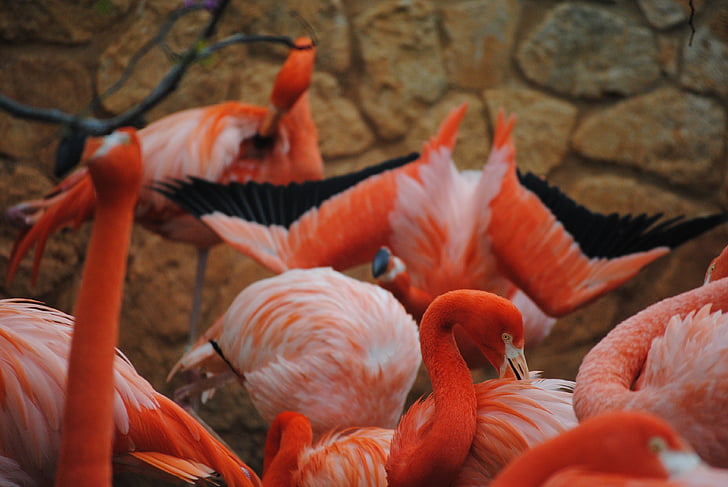 Flamingo, Pink, fugl, dyr, natur, Wildlife, eksotiske