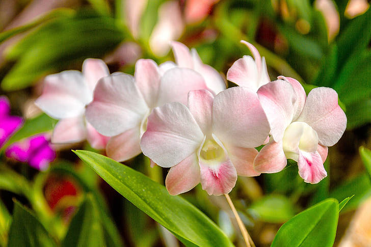 Orchid, vita orkidéer, vit, blomma, Thailand