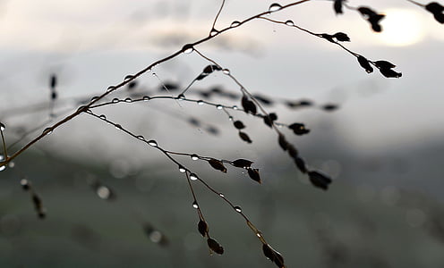 autumn, nature, drop of water, dew, grasses, leaves, fog