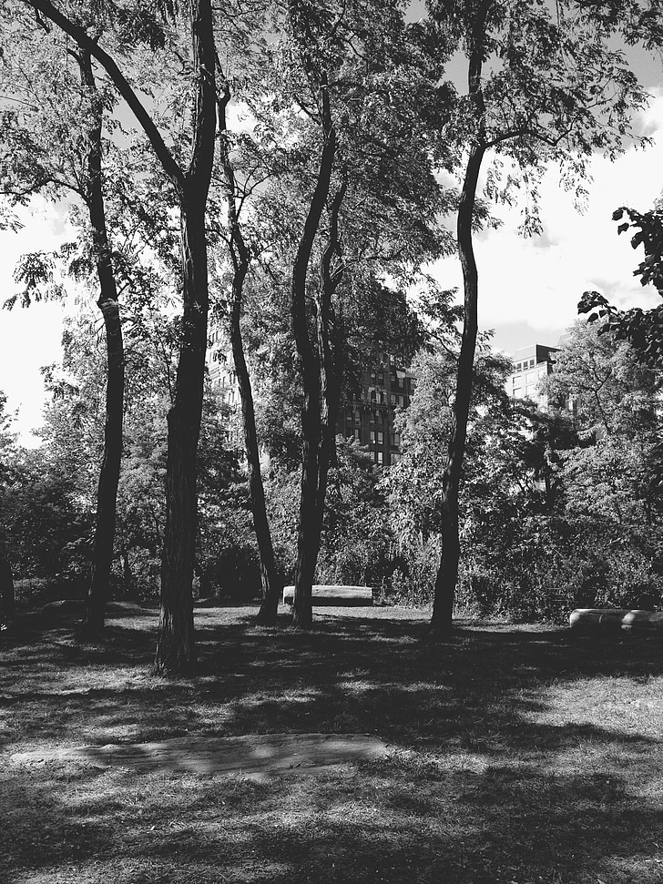Parc, noir et blanc, monochrome, nature, New york, central park, New york city