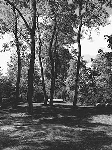 Парк, черный и белый, Монохромный, Природа, Нью-Йорк, Центральный парк, Нью-Йорк