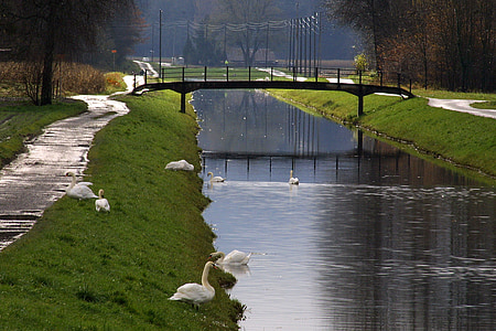 kanal, kiša, labudovi, proljeće, priroda