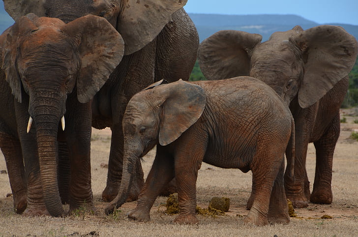 Африка, сафари, слон, диво животно, дебелокож, африкански слон, стадо