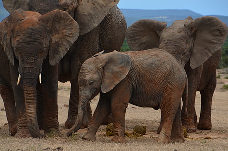 África, safári, elefante, animal selvagem, paquiderme, elefante africano, rebanho