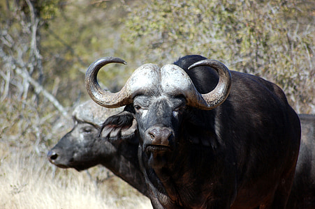 búfal, Safari, salvatge, vida silvestre, Àfrica, mamífer, animal