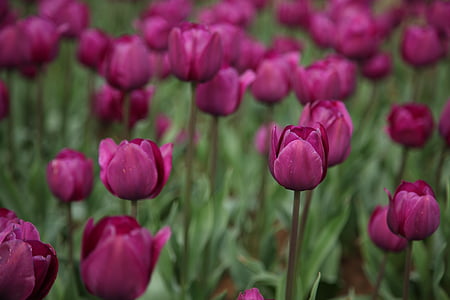 Tulipa, flores, flor, mar de flores, Primavera, verde, flores roxas