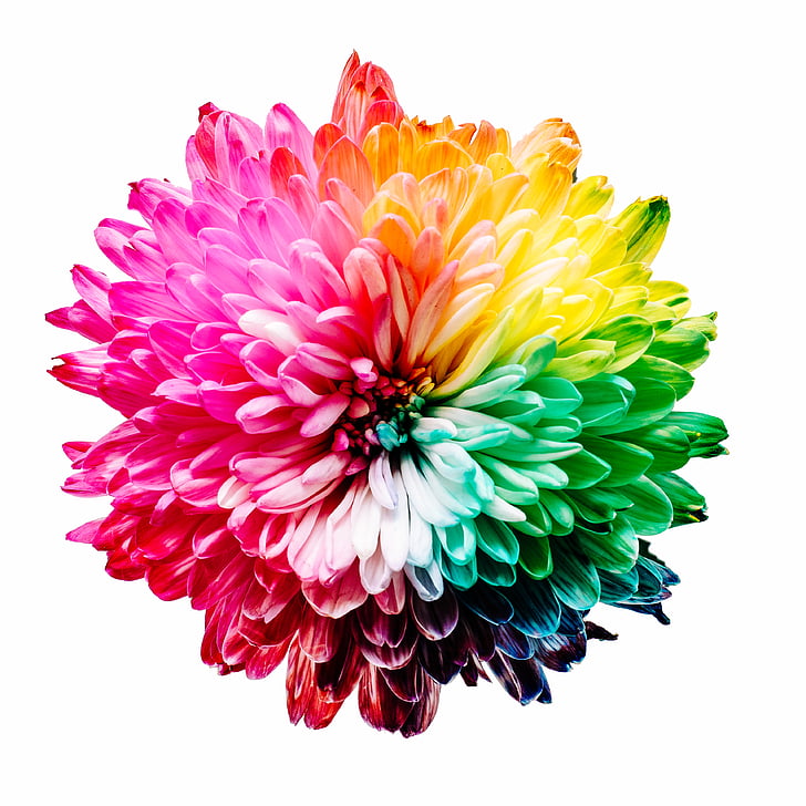multicolore, pétale, fleur, arc en ciel, couleurs, coloré, multi couleur