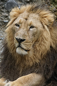 Indian leu, Leu, pisica, de sex masculin, prădător