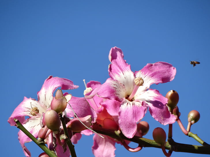 ดอกไม้สีชมพู, ดอกไม้สีชมพู, ดอกไม้สีชมพู, สีชมพู, ดอกไม้, paineira สีชมพู, ฤดูใบไม้ผลิ