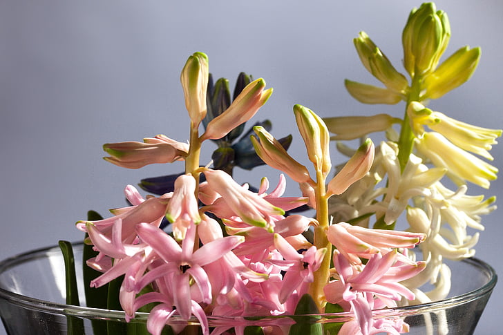 Hyacint, Hyacinthus orientalis, Rod, rostliny chřestu, Chřestovité, růžová, bílá