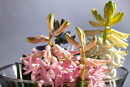 히 아 신 스, hyacinthus 리스, 속, 아스파라거스 식물, asparagaceae, 핑크, 하얀