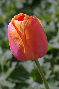Tulipan, Puchar, pomarańczowy, płatki, pojedynczy, kwiat, Głowica