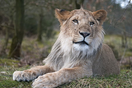 Leone, Zoo di, Leone maschio, costoso, Leone - felino, fauna selvatica, undomesticated Cat