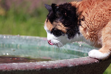 gato, sede, bebida, água, animal de estimação