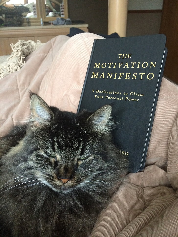 animal, gatito, mascota, gato, felino, de la lectura, libro domesticado