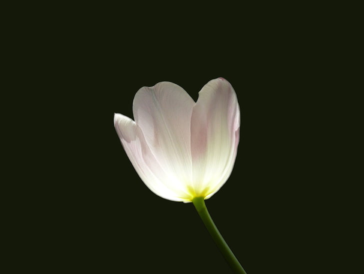 Tulip, blomst, forår, steg, hvid