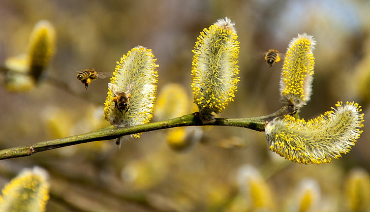 abejas, pussy willow, primavera, insectos, naturaleza, miel de abeja, del pasto