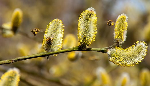 bees, pussy willow, spring, insect, nature, honey bee, pasture