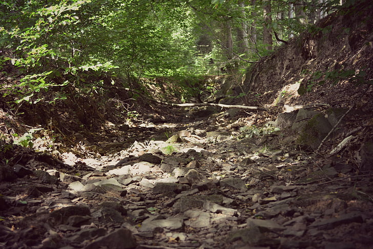 forest, riverbed, stone, nature, landscape, out, old