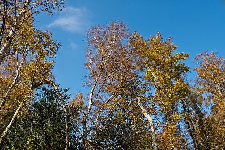 podzim, Příroda, stromy, krajina, Les, farbenspiel, listy