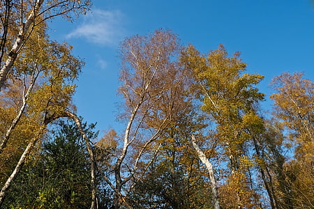 rudenį, Gamta, medžiai, kraštovaizdžio, miško, Farbenspiel, lapai