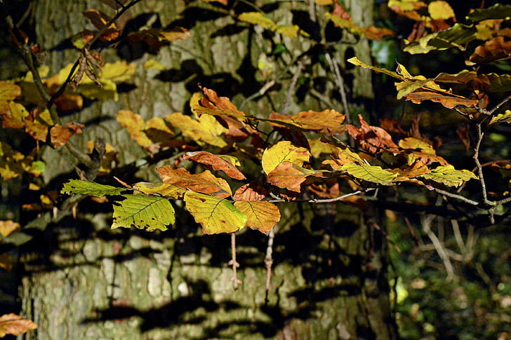 hösten träd, hösten, falla lövverk, färgglada, träd, dyka upp, höstfärg