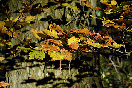 Φθινοπωρινό δέντρο, το φθινόπωρο, φύλλωμα πτώσης, πολύχρωμο, δέντρο, αναδύονται, χρώμα πτώσης